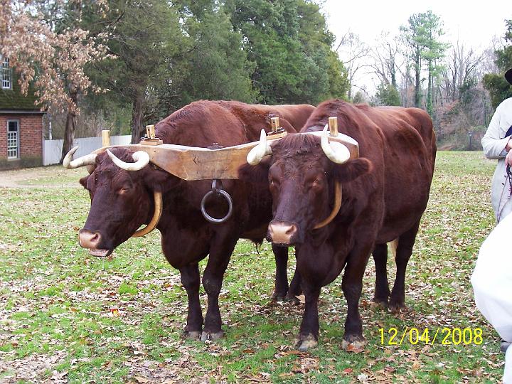 100_4239.JPG - A pair of oxen waiting for a task.