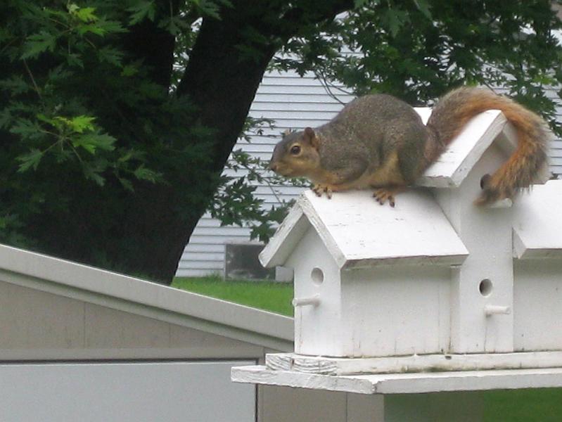 IMG_0516.JPG - One of the squirrels who likes to climb our birdhouses and feeders in the back yard.