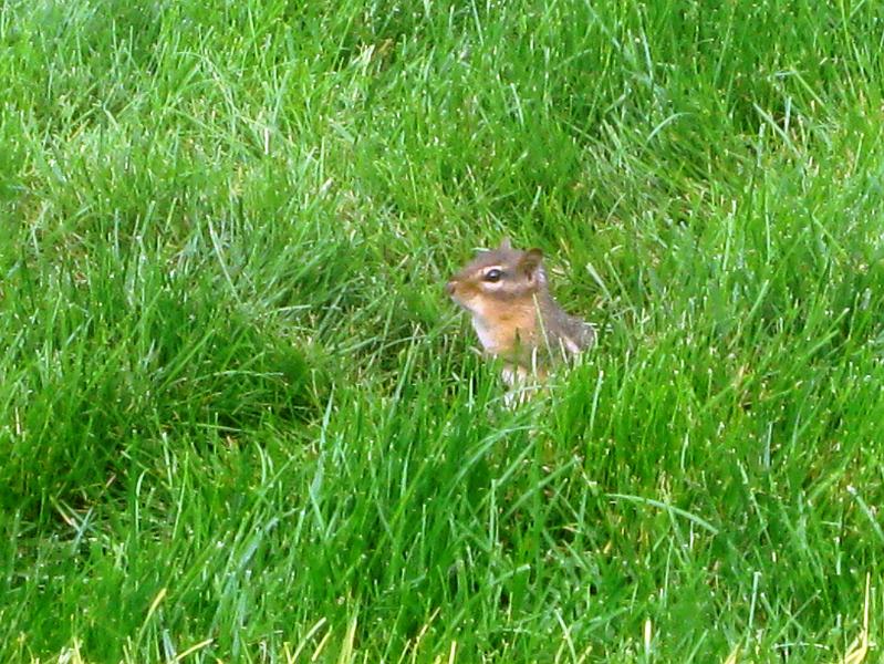 IMG_0519.JPG - And this is one of the chipmunks that lives in our lawn.