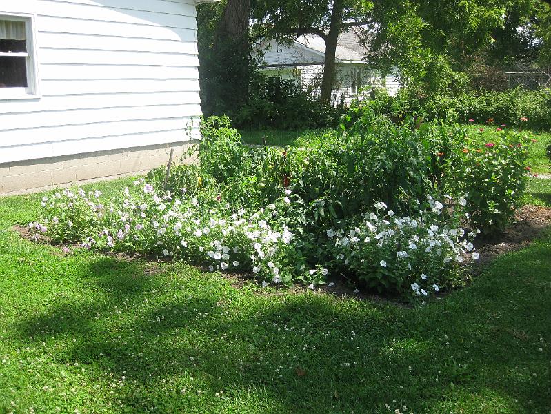 IMG_0895.JPG - Some more of Mom's flowers
